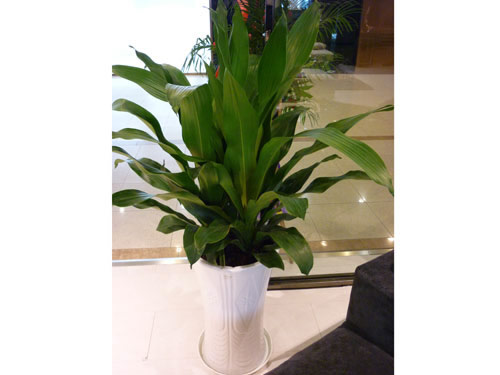 養(yǎng)護(hù)公司如何對(duì)花卉租賃進(jìn)行養(yǎng)護(hù)，有什么好處?